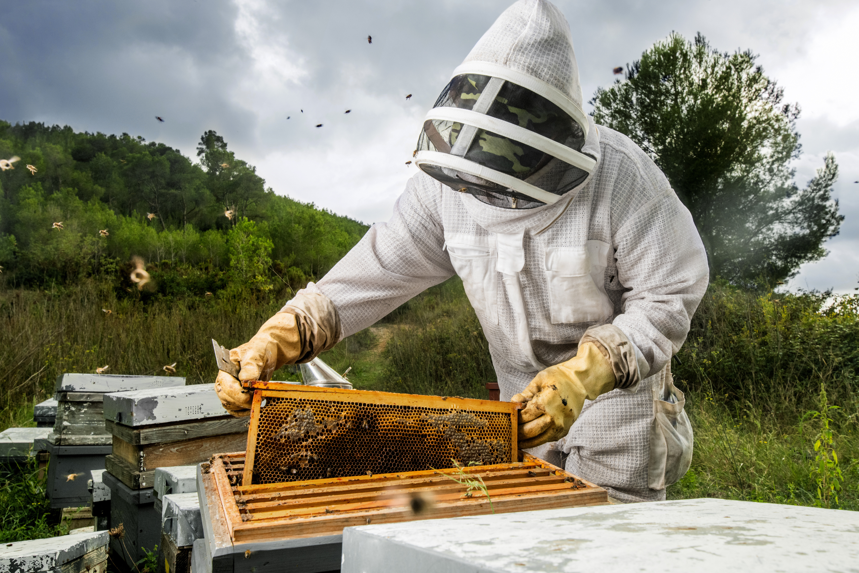 Bee Venom: Nature's Botox, harvested harm-free