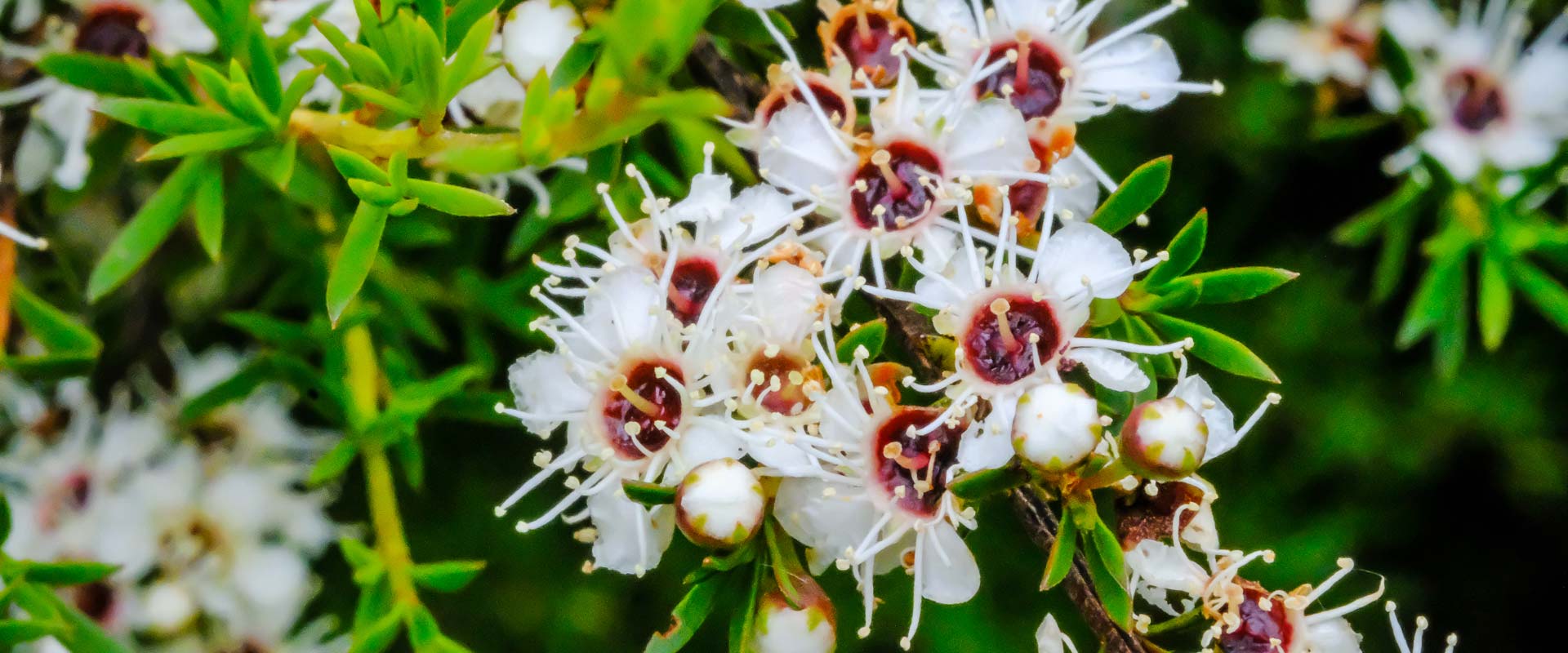 What is Kanuka Oil, and what is its traditional use in skincare?
