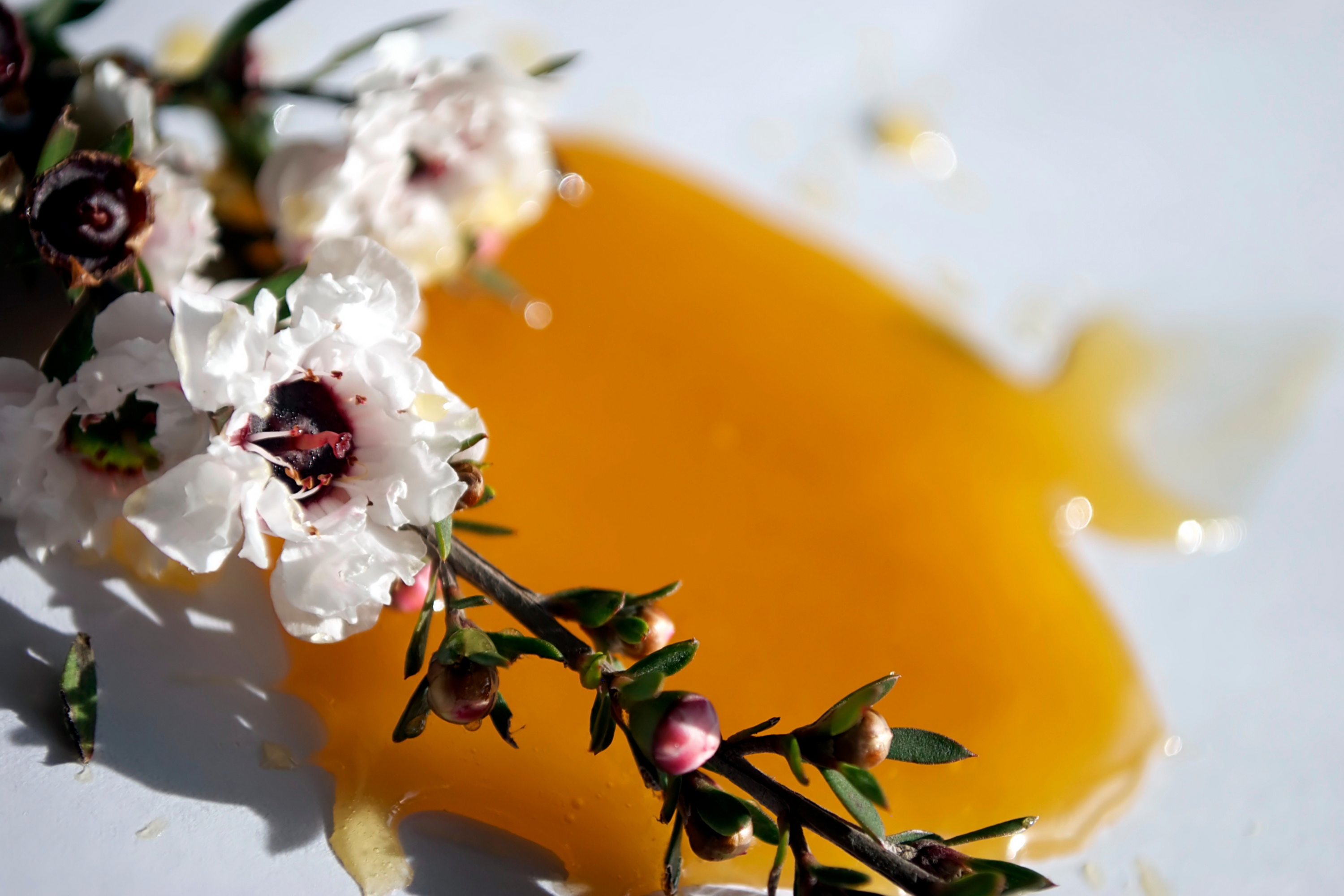 a manuka flower with manuka honey spread behind it